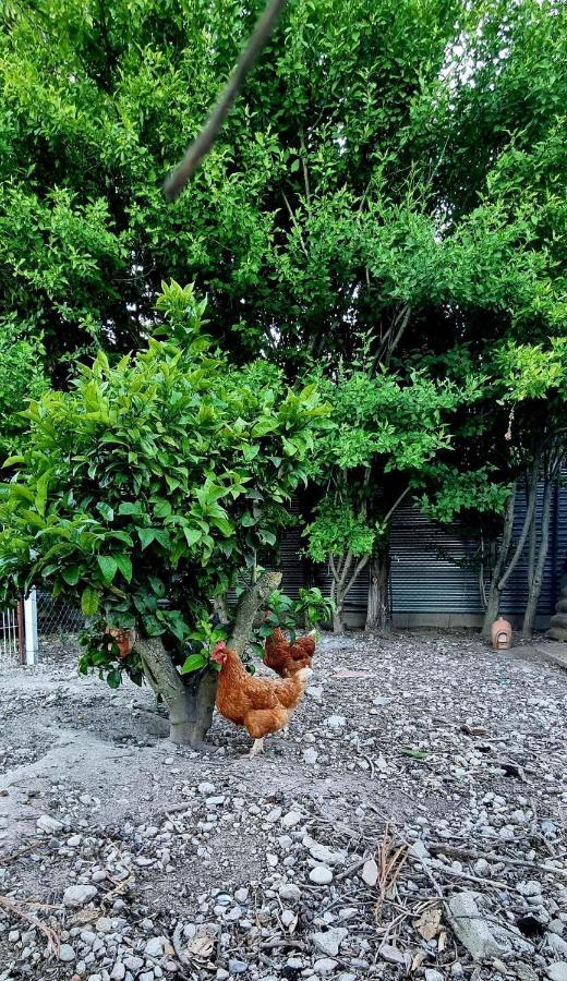 L'Hortet Del Iaio Camarles Dış mekan fotoğraf